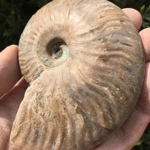 Large Iridescent Ammonite Fossil/pristine ammonite/original ammonite/natural ammonite/fossils/healing crystals/reiki healing/Madagascar