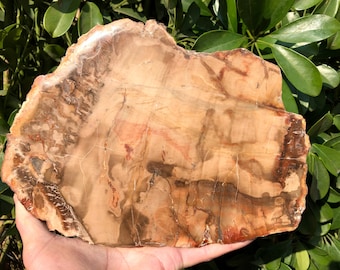 May include: A large, flat piece of petrified wood with a variety of brown, tan, and red colors. The wood has a natural, organic texture and is a beautiful example of fossilized wood.