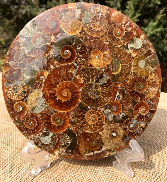 小物１ アンモナイト化石 赤褐色 小物1 アンモナイト化石 赤褐色 No.0649 化石 アンモナイト – sacsac