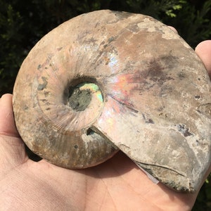 Large Iridescent Ammonite Fossil/pristine ammonite/original ammonite/natural ammonite/fossils/healing crystals/reiki healing/Madagascar