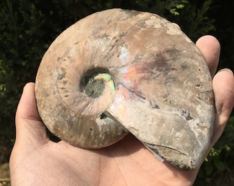 Large Iridescent Ammonite Fossil/pristine ammonite/original ammonite/natural ammonite/fossils/healing crystals/reiki healing/Madagascar