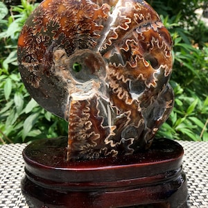Fine polishing Ammonite Can stand up/Whole Ammonite Fossil/Authentic Ammonite Fossil/Prehistoric Fossil/Nautilus Shell/Healing fossil/gift