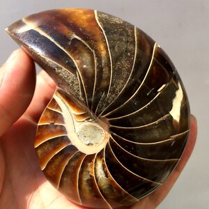 白亜紀のオウムガイの化石マダガスカル本物の海洋標本、真正証明書付き