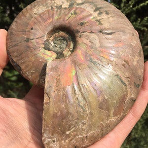 Large Iridescent Ammonite Fossil/pristine ammonite/original ammonite/natural ammonite/fossils/healing crystals/reiki healing/Madagascar