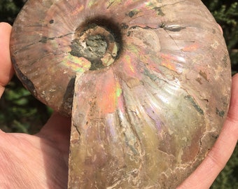 Large Iridescent Ammonite Fossil/pristine ammonite/original ammonite/natural ammonite/fossils/healing crystals/reiki healing/Madagascar