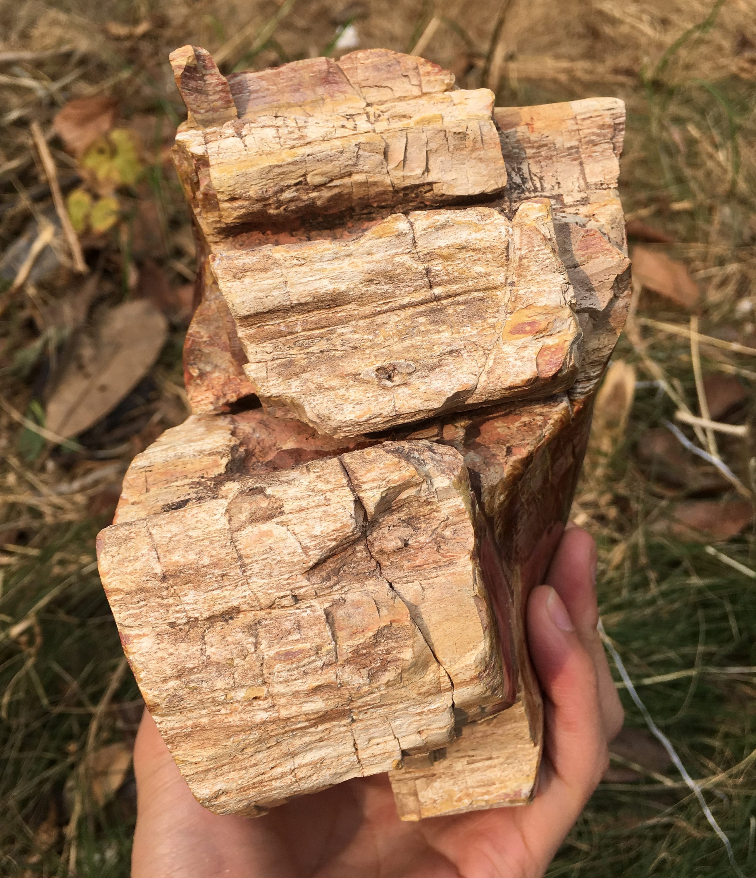 Large Petrified Wood Stone/petrified Wood Free Shape/mineral Etsy UK