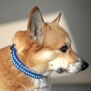 Puede incluir: Un perro Corgi marrón y blanco con un collar trenzado azul y blanco. El perro está de perfil, con las orejas erguidas. El collar está hecho de un material tejido y tiene un cierre metálico.
