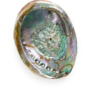 May include: A large iridescent abalone shell with a green, blue, and purple hue. The shell has a smooth, rounded shape and a slightly rough texture.