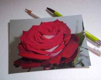 Postkarte Rose rot Osiria glänzend veredelt