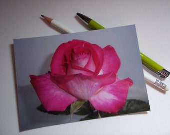 Postkarte Rose rosa weiß glänzend veredelt
