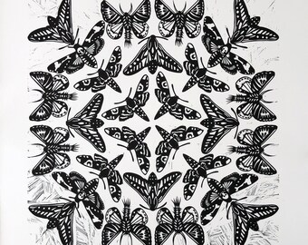 Kaleidoscope of moths