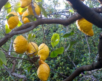 Zitrone-/Orangenmarmelade Fruchtaufstrich Zitrusfrucht-Marmelade,NEUE ERNTE!!!!Geschenke Ostern Geburtstag Delikatessen Südfrüchte