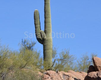 May include: A tall, green saguaro cactus with multiple arms stands against a clear blue sky. The cactus is surrounded by brown rocks, green bushes, and other smaller cacti. The image captures a desert landscape.