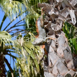 Green Iguana on Palm Tree Digital Photo