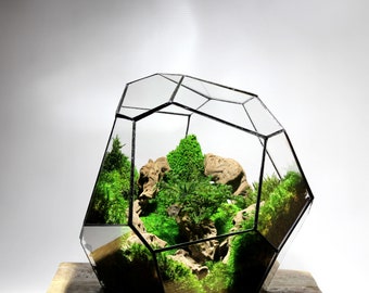 Terrarium géométrique en verre OptiWhite 4 mm imperméable sans plantes - Cassiopeia Black : Terrarium paramétrique moderne pour votre maison