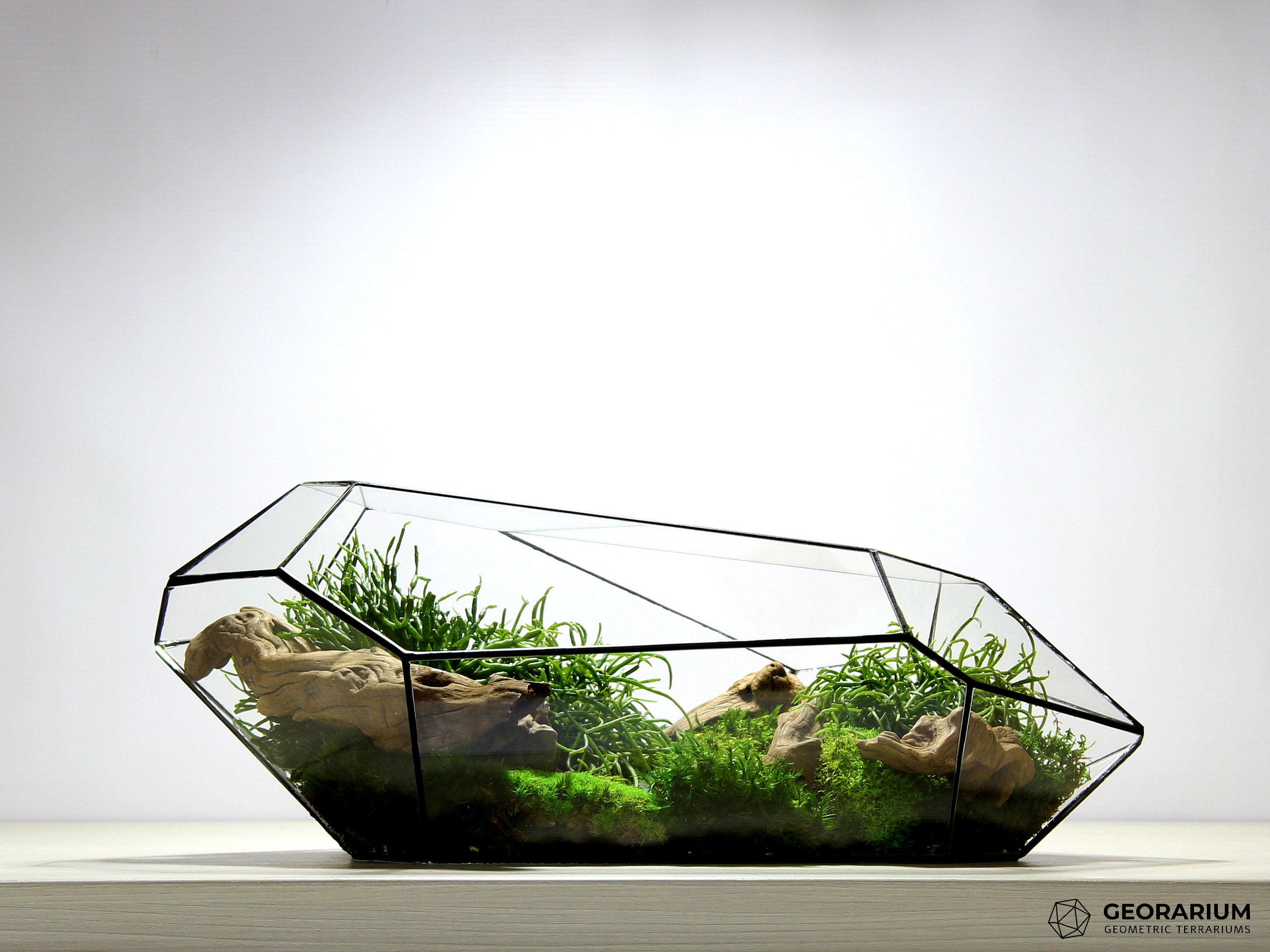 Kit DIY Terrarium • Bonsaï Drop XL Ficus Ginseng • Écosystème avec pla –  urbanjngl