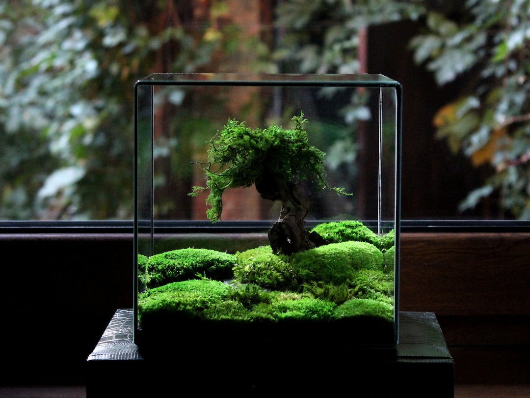 Terrario classico impermeabile senza piante Fatto a mano - Main Image