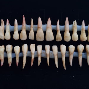 28 Resin teeth. Realistic morbid human tooth set.Full grown - Root attached set. Perfect for Halloween projects, sfx makeup or decoration