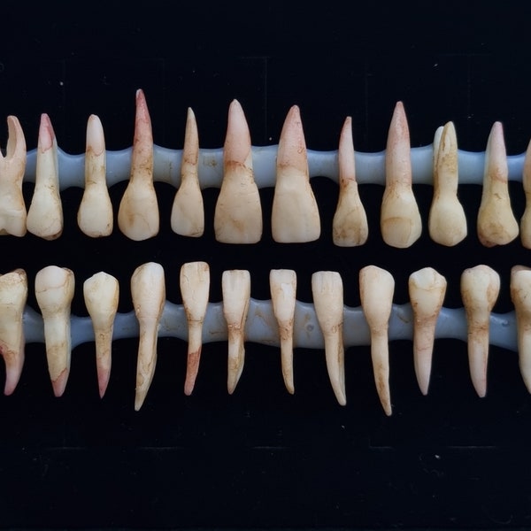 28 dents en résine. Ensemble de dents humaines réalistes et macabres. Dents adultes avec racines attachées. Parfait pour les projets d'Halloween, le maquillage effets spéciaux ou la décoration.