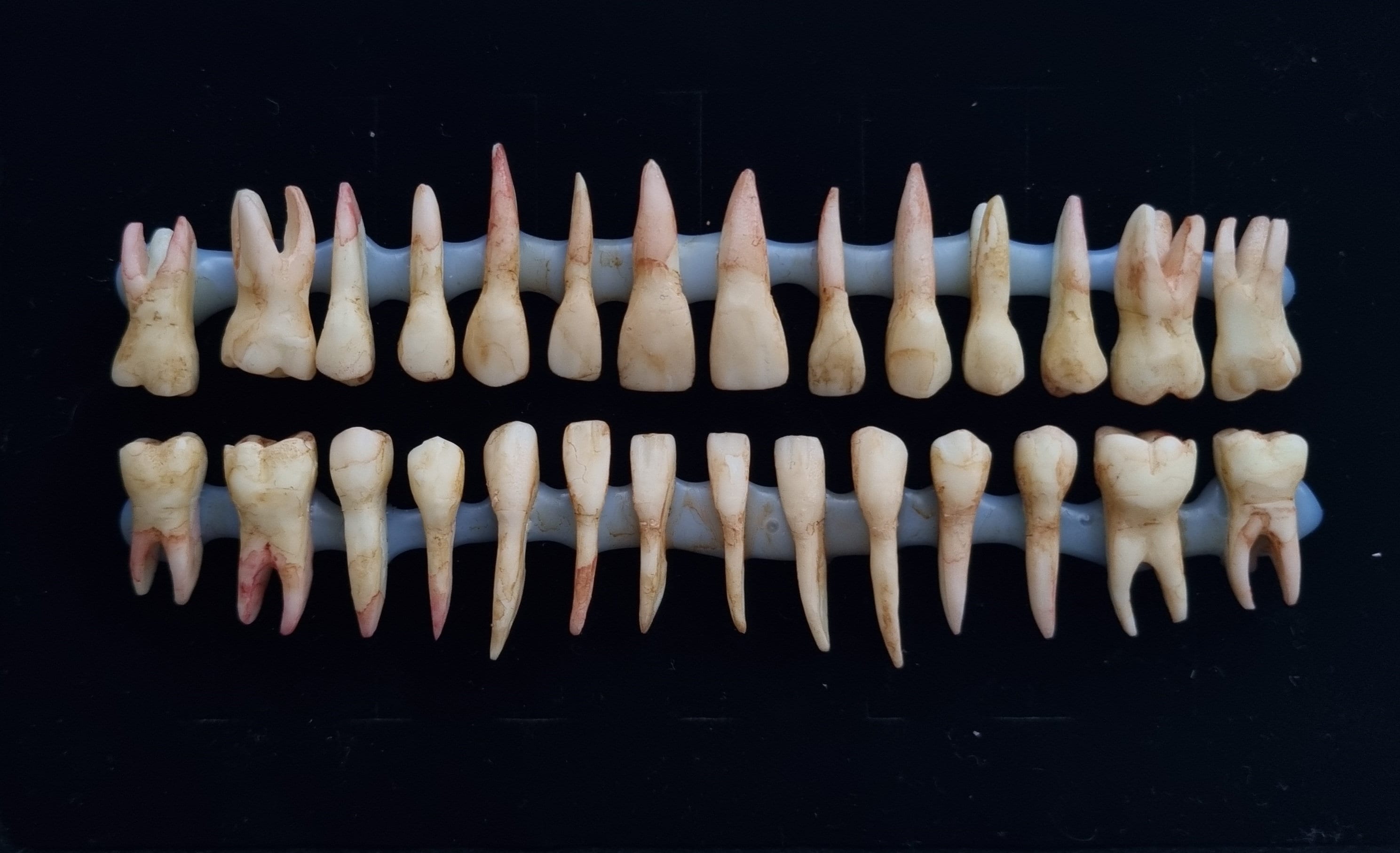 28 Resin teeth. Realistic morbid human tooth set.Full grown - Root attached set. Perfect for Halloween projects, sfx makeup or decoration