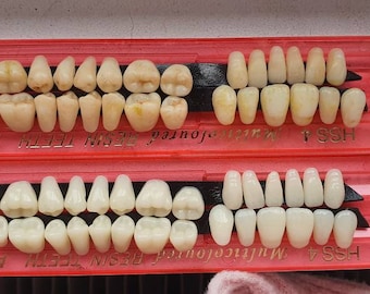May include: Two sets of resin teeth, each arranged on a red tray. The teeth vary in size and shape, with a natural, off-white color. The trays have text that is difficult to read.