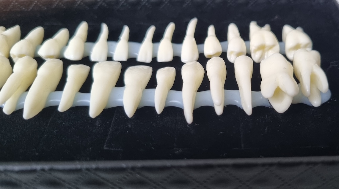 Resin Tooth Example 28 Resin Teeth. Realistic Morbid Human Tooth Set.full Grown - Root ...
