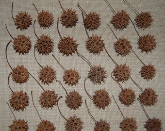 30 Sweet Gum (Liquid Amber) Seed Pods - seed balls - for wreaths, vase fillers, dried arrangements, crafting