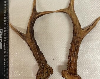 natural antlers