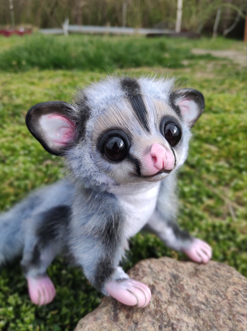 sugar glider flying squirrel