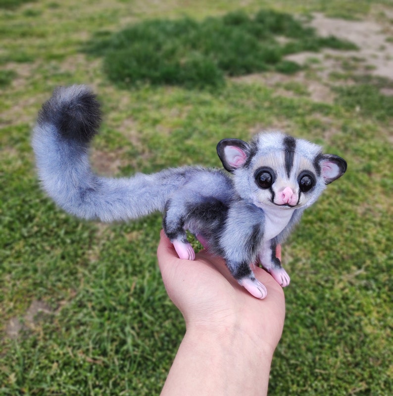 sugar glider flying squirrel sugar glider flying squirrel
