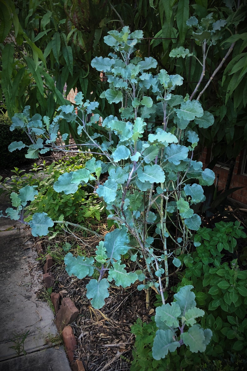 purple tree collards purple tree collards