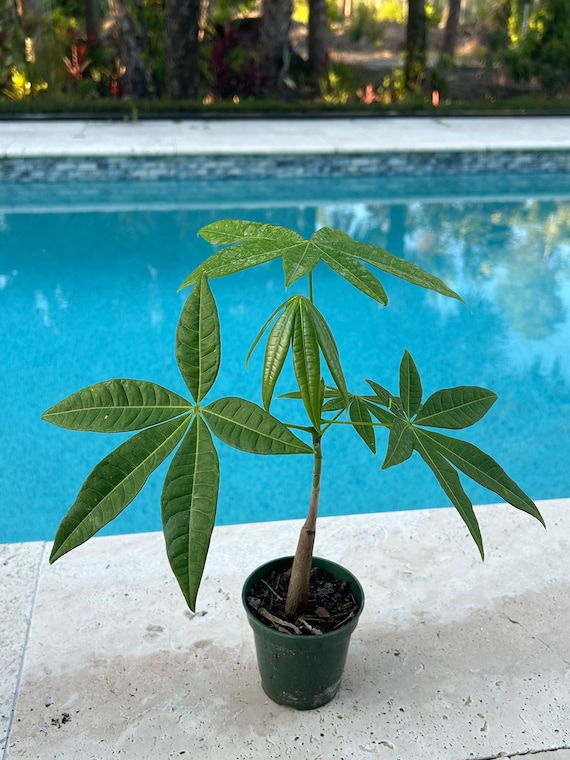 French Peanut Tree (pachira Glabra/guinea Peanut) - Etsy
