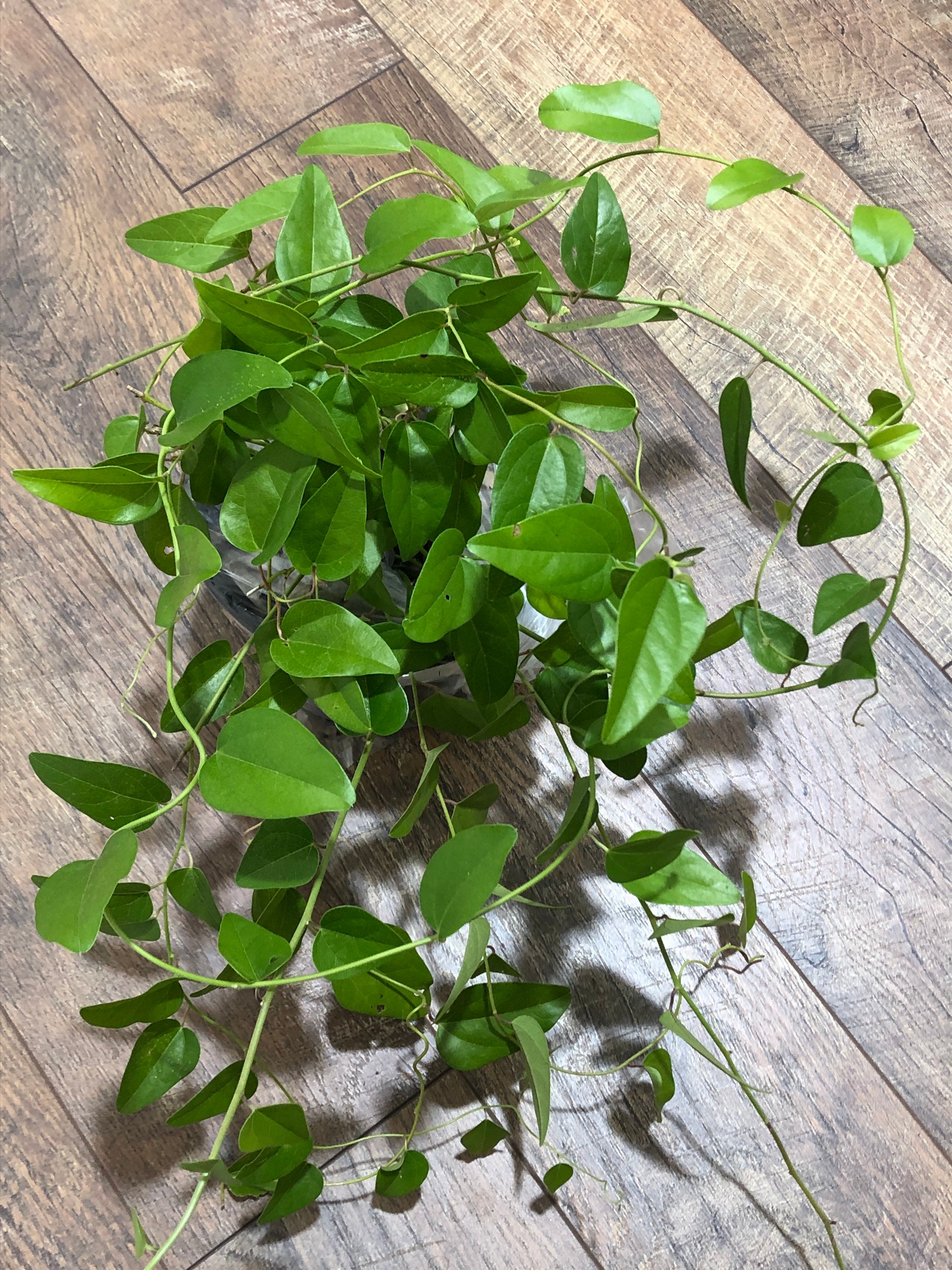 25 seeds Suong sam long,Tropical Herb Natural Green vine Jelly plant seeds Cyclea barbata Vines