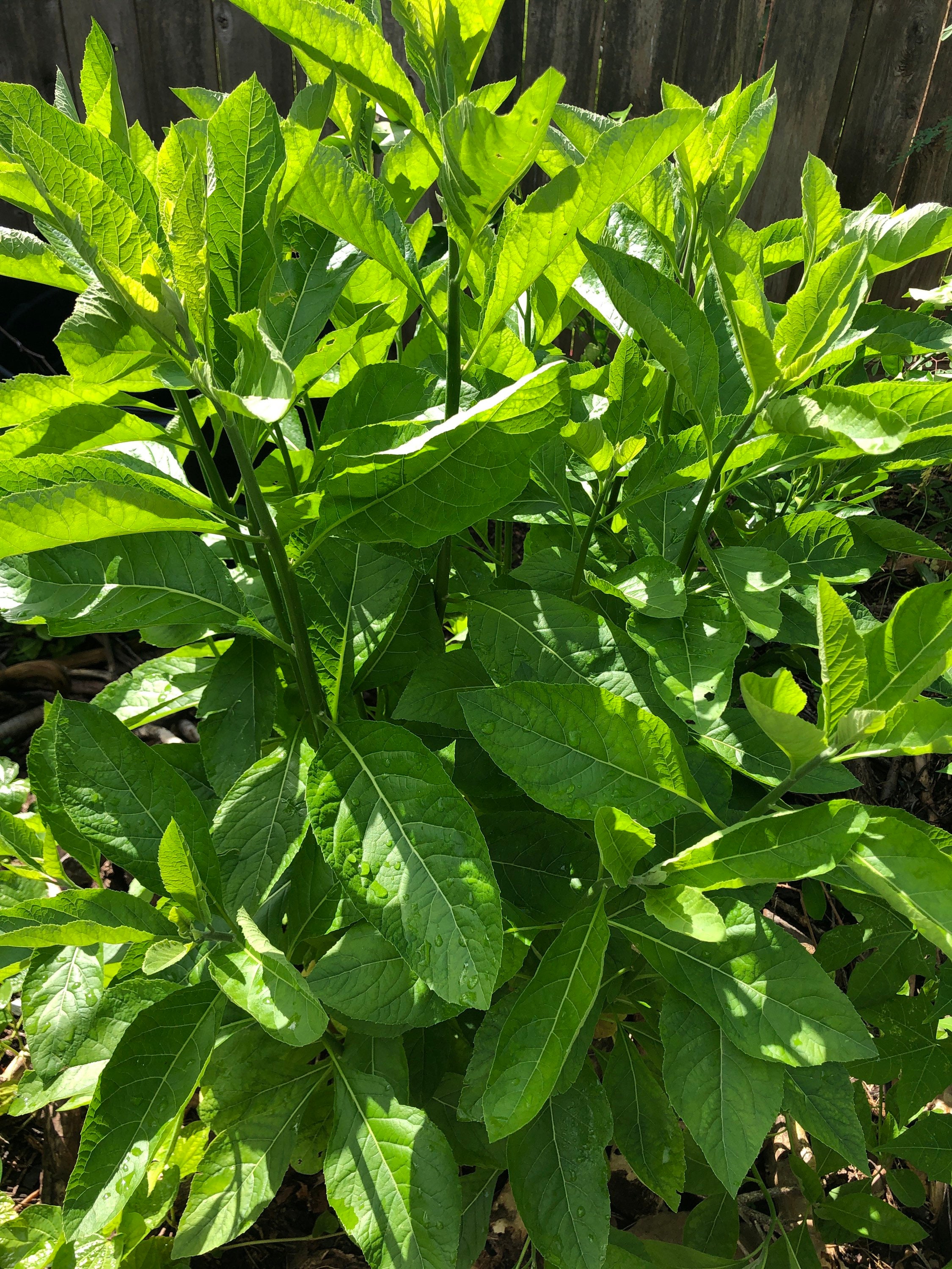 Bitter Leaf Ailments Cure- See 11 Incredible Bitter Leaf Cure You Don't Know About