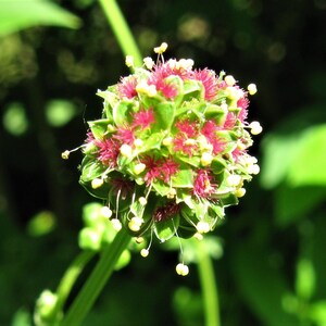 Kleiner Wiesenknopf 30 Korn Bild 2