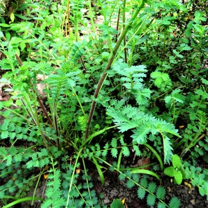 Kleiner Wiesenknopf 30 Korn Bild 3