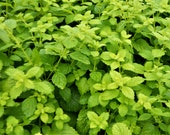 Lemon balm (100 grain)