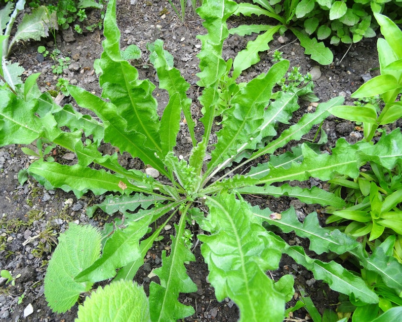 Gewöhnliches Bitterkraut 50 Korn Bild 7