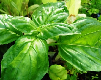 Salad-leaf basil (50 seeds)