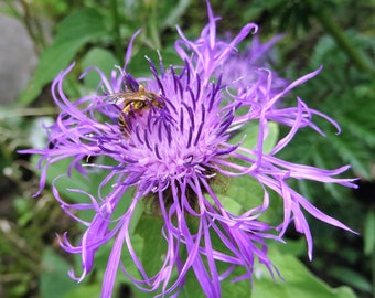 Wig knapweed (20 grains)