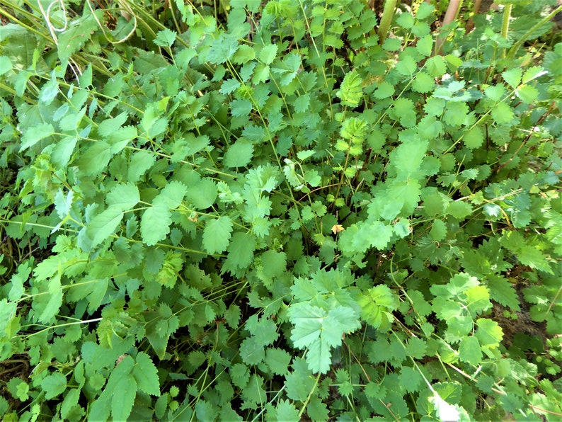 Kleiner Wiesenknopf 30 Korn Bild 1