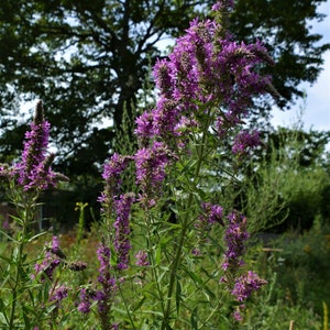 Gewöhnlicher Blutweiderich 200 Korn Bild 9