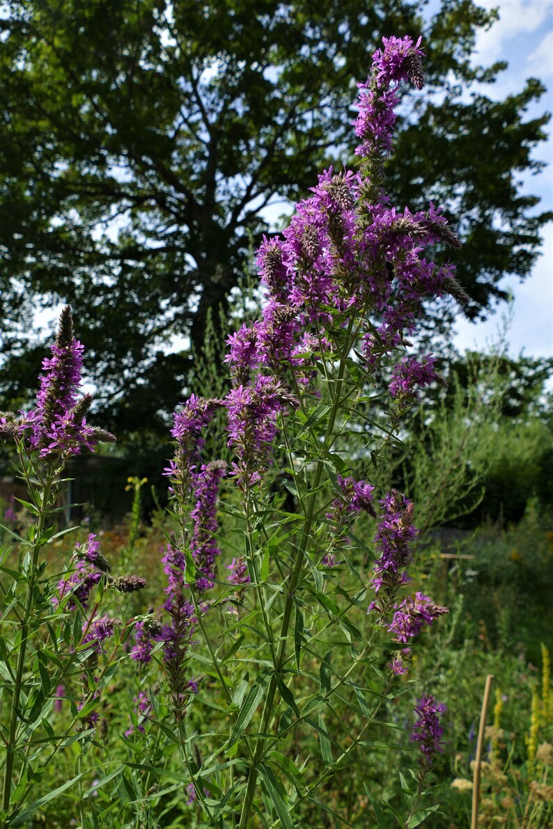 Gewöhnlicher Blutweiderich 200 Korn Bild 9