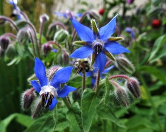 Borage (30 grains)