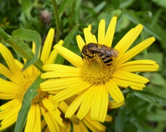 Weidenblättriges Ochsenauge (50 Korn)