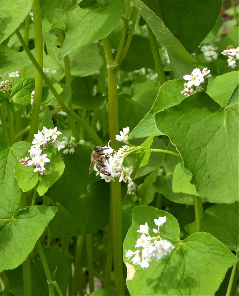 Echter Buchweizen 50 Korn Bild 7