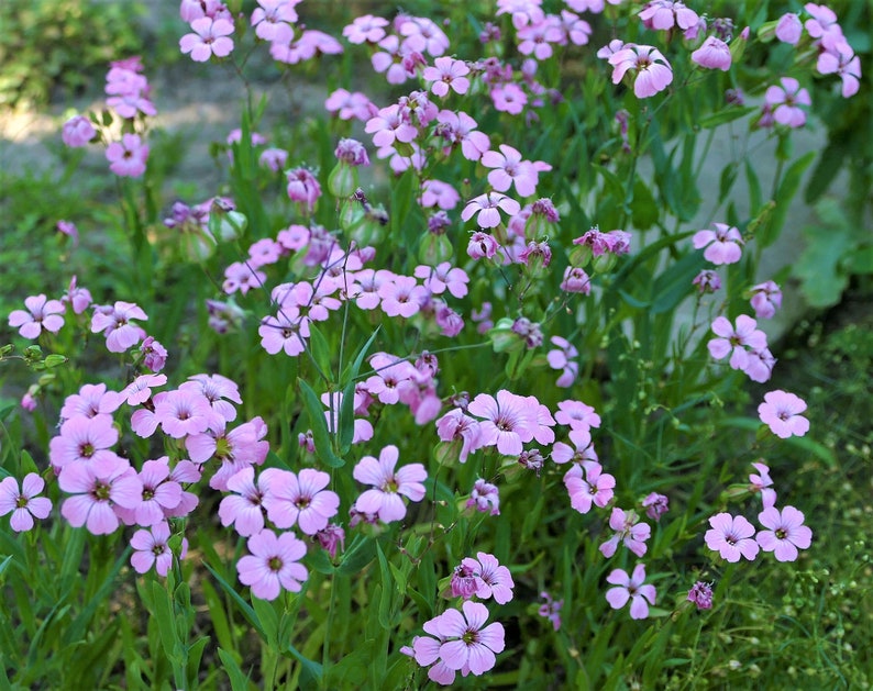 Kuhnelke 30 Korn Etsy