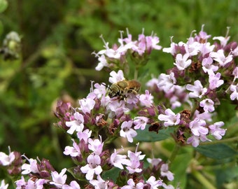 Wilder Oregano (100 Korn)