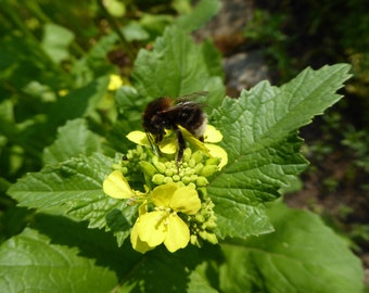 Field mustard (50 grains)