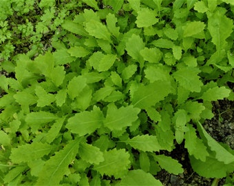 Leaf mustard green in the snow (50 grains)